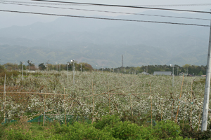 画像: 一面の花